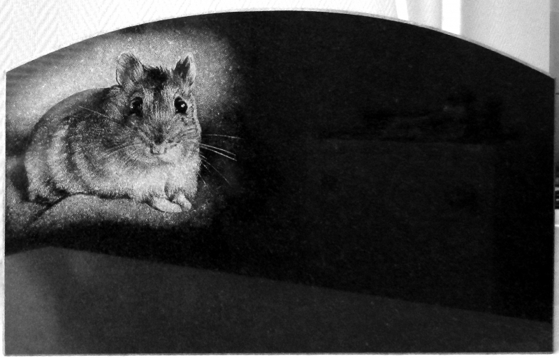 Looma portree hauakivil - hamster